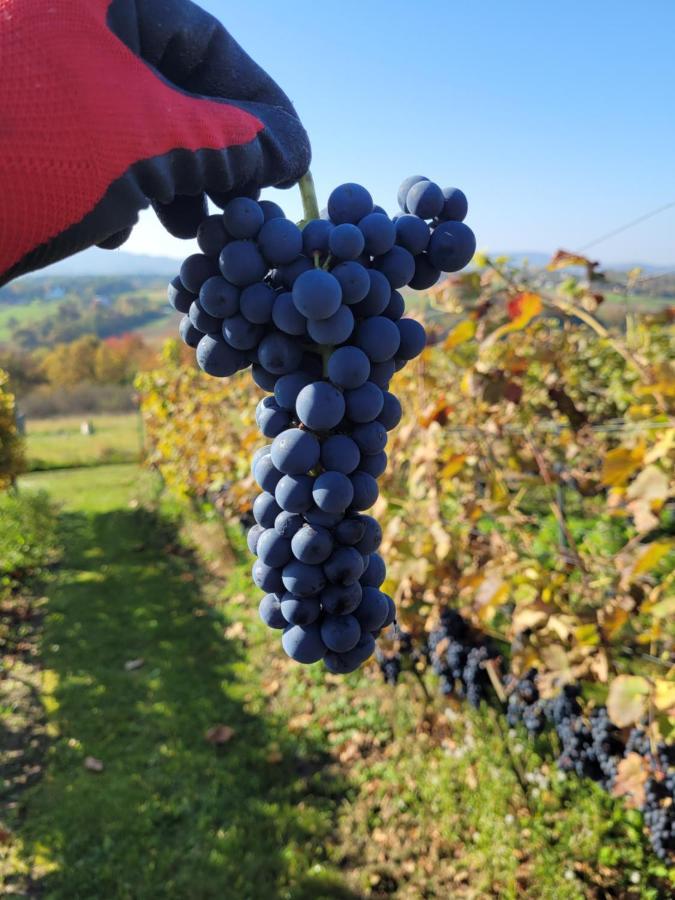 Fantastic View Vineyard Beskid Mountains Gruszow  Kültér fotó
